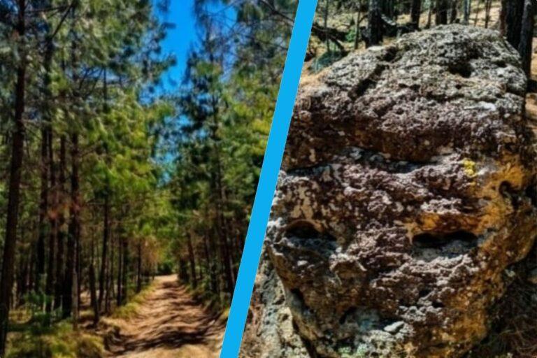 Imagen: Adéntrate al bosque de Omitlán y conoce este sitio que es considerado una joya oculta