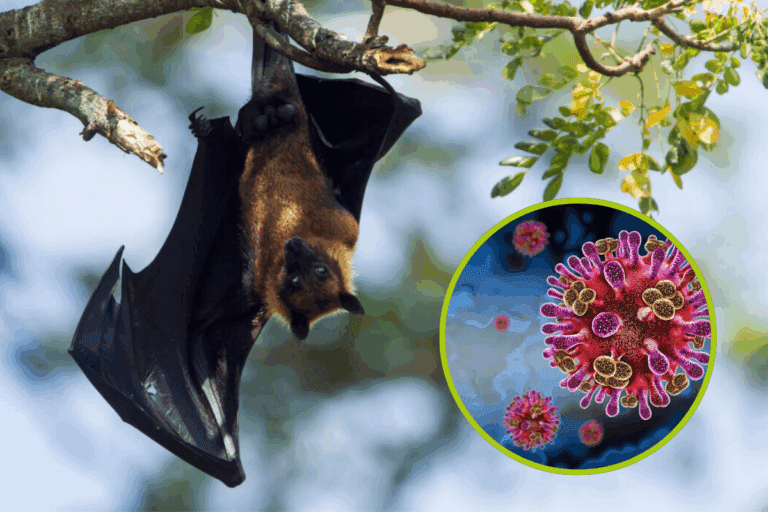 Imagen: Alertan sobre brote de virus Nipah en India: ¿qué síntomas debes conocer?