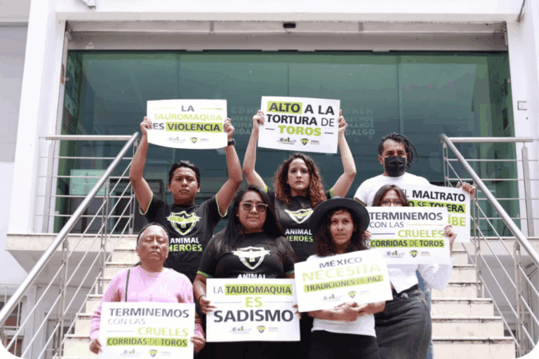 Imagen: Congreso de Hidalgo enfrenta presión y ultimátum sobre la prohibición de las corridas de toros