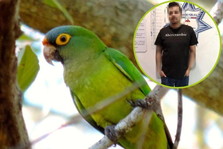 Imagen: Detienen a individuo en Mineral de la Reforma por venta ilegal de aves en peligro de extinción
