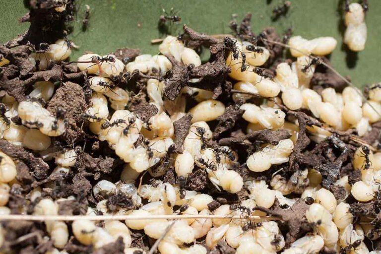 Imagen: Conoce el papel de las hormigas en la vida comunitaria del Valle del Mezquital