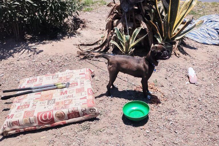 Imagen: Amarrada en pleno semáforo: rescatan a perrita en Pachuca