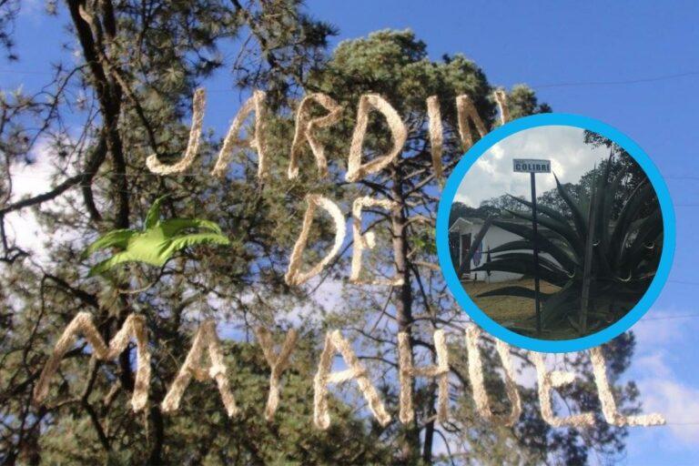 Imagen: El santuario del maguey en Singuilucan: El Jardín de Mayahuel resguarda la tradición