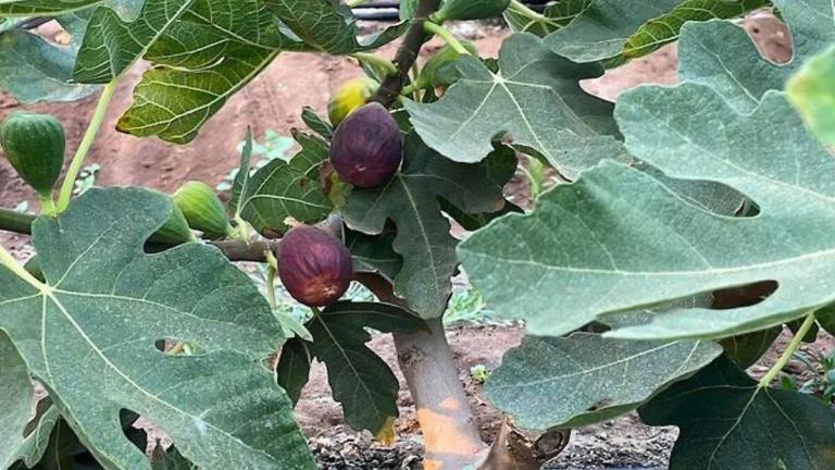 Imagen: Escasez eleva el precio de este fruto tradicional del Valle del Mezquital