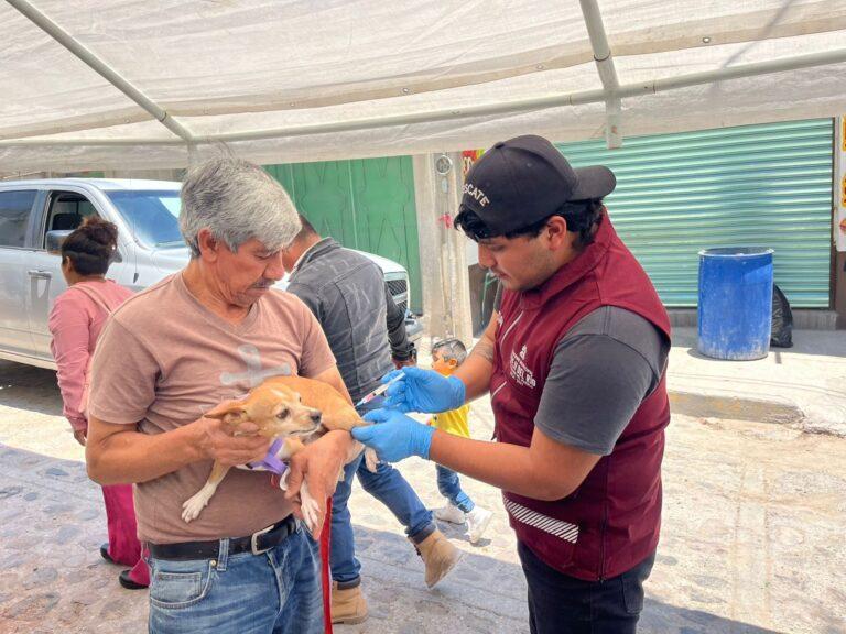 Imagen: Vacunan a mascotas en Tepeji