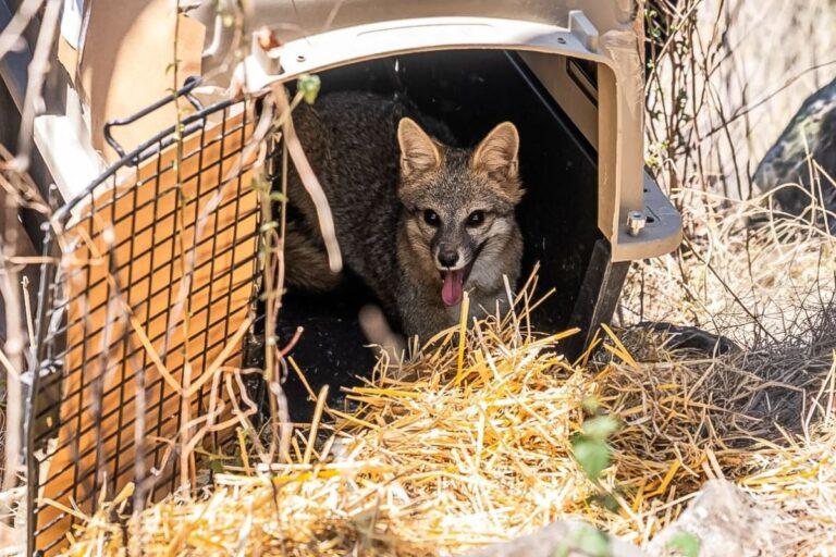 Imagen: Regresan a su hogar: Fauna silvestre es liberada en Hidalgo