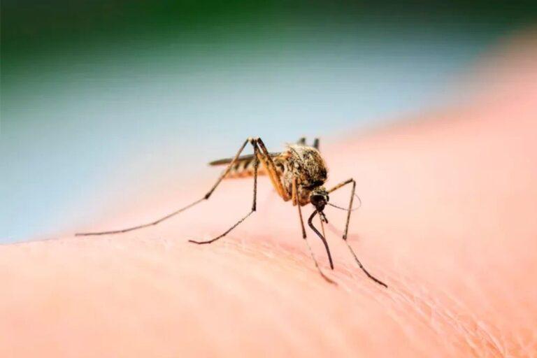 Imagen: Plaga de moscos en municipio de Hialgo desata emergencia sanitaria “insostenible”