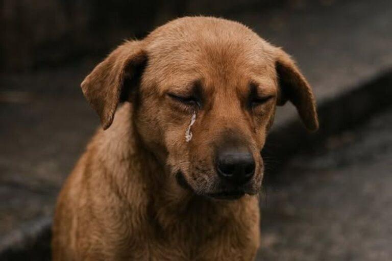 Imagen: Crueldad animal en Huejutla: queman a un perro vivo