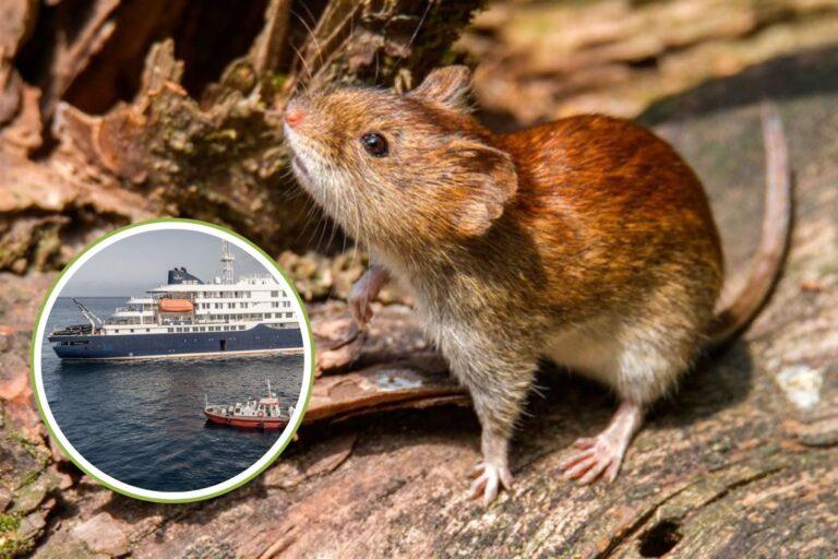 Imagen: Mueren tres por Hantavirus en un crucero: sospechan de más contagios