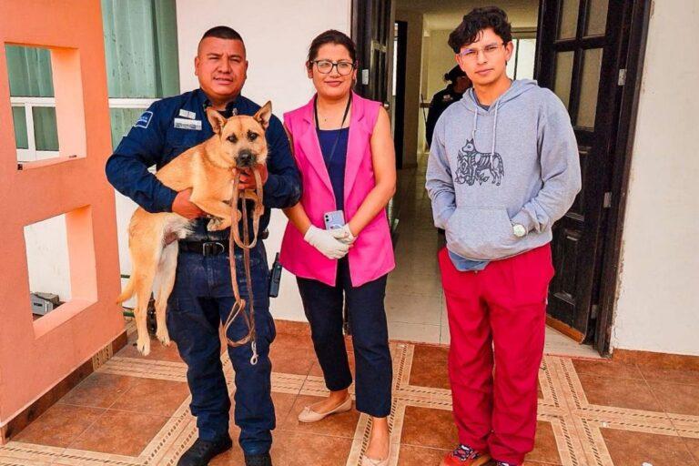 Imagen: Abandonan a lomito semanas en fraccionamiento de Pachuca: así lo rescataron