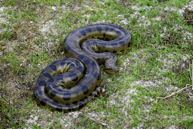 Imagen: En Tepehuacán, serpiente provoca apagón y deja sin luz a todo un pueblo