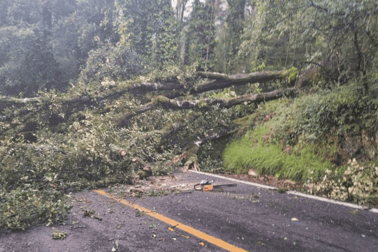 Imagen: Caída de árbol bloquea carretera en Mineral del Monte
