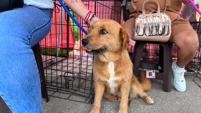 Imagen: Feria de adopciones HOPEful: 10 perritos encuentran familia