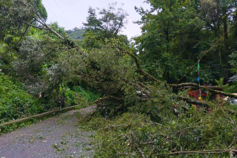 Imagen: Provocan lluvias: deslaves, caída de árboles y volcadura en la Sierra Alta de Hidalgo