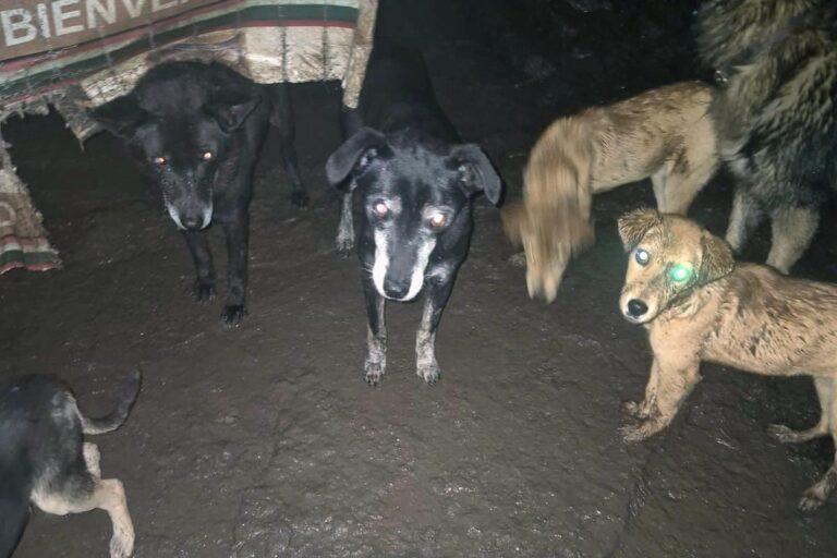 Imagen: Atotonilco el Grande: Albergue canino es afectado por las lluvias; necesitan apoyo ciudadano
