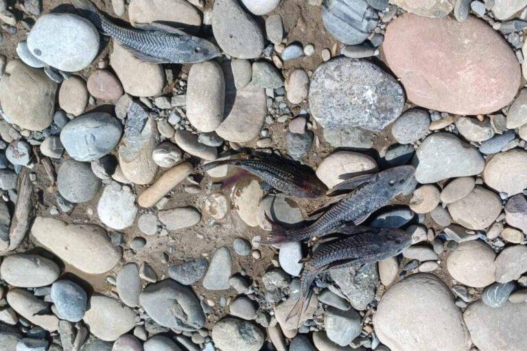 Imagen: Aparecen decenas de peces diablo muertos en río de Huautla