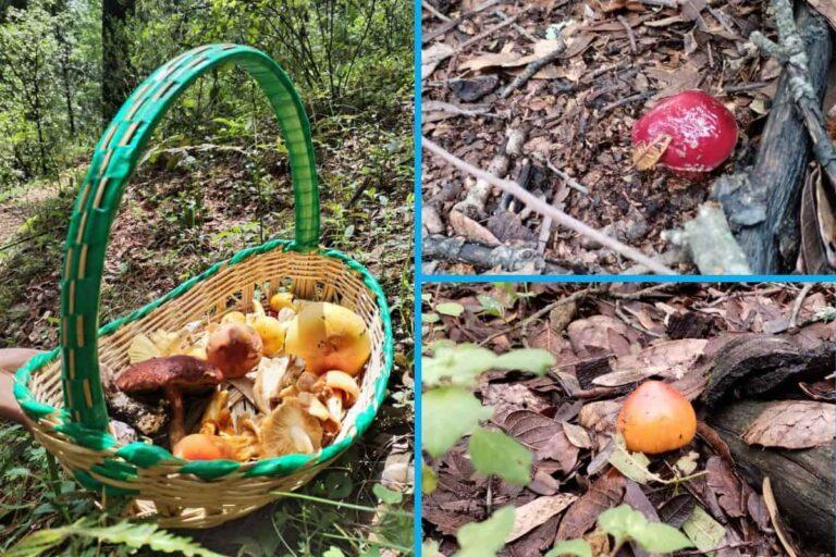 Imagen: Ruta de los hongos silvestres en Omitlán: recolección, gastronomía y ecoturismo