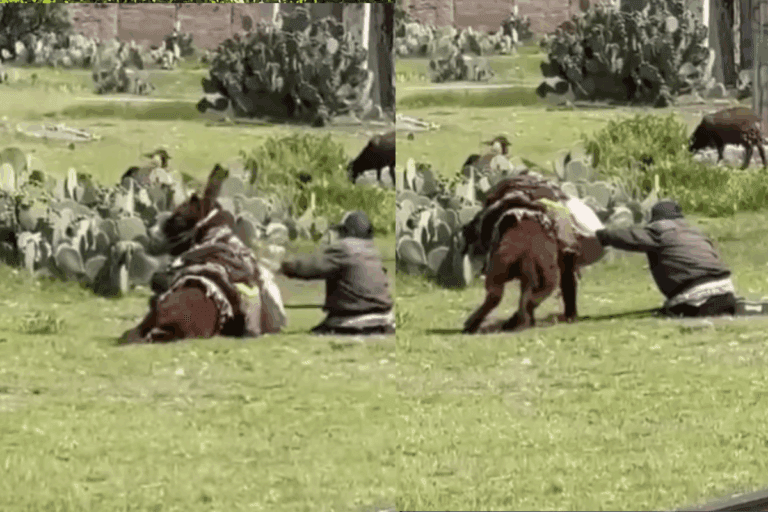 Activistas buscan obtener la custodia definitiva para evitar que vuelva a ser utilizado como animal de carga