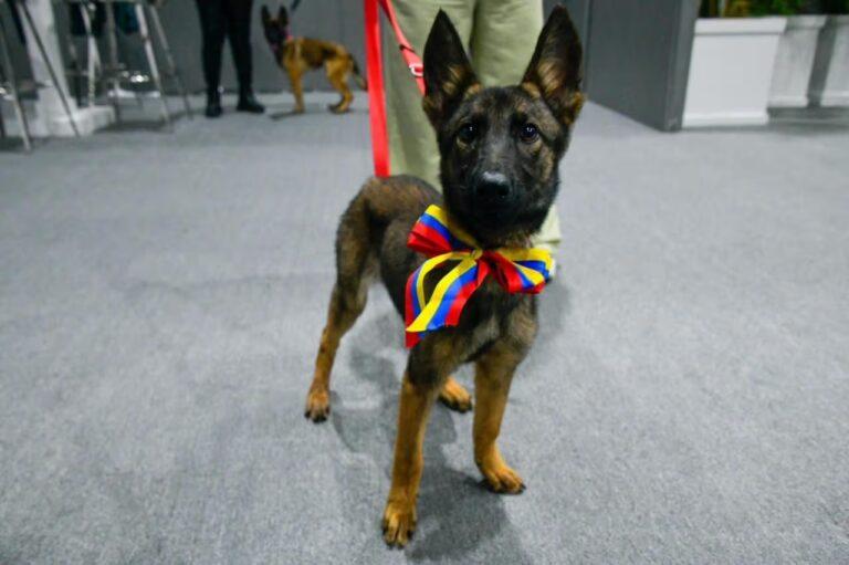 Imagen: México recibe tres cachorros de rescate, Laika, Sol y Sara, enviados por Venezuela como agradecimiento