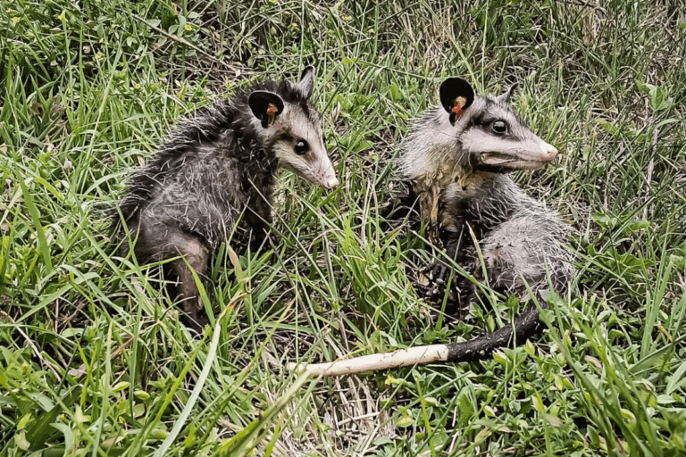 Imagen: Buenas noticias: Liberan 32 ejemplares de fauna silvestre rehabilitados en Hidalgo