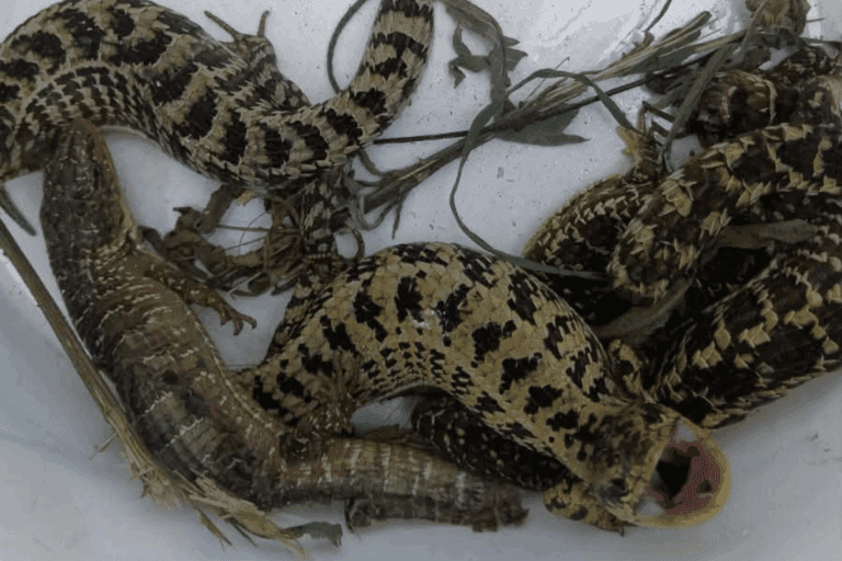 Imagen: Hidalgo: Rescatan 6 dragoncitos de la sierra en colonia de Pachuca