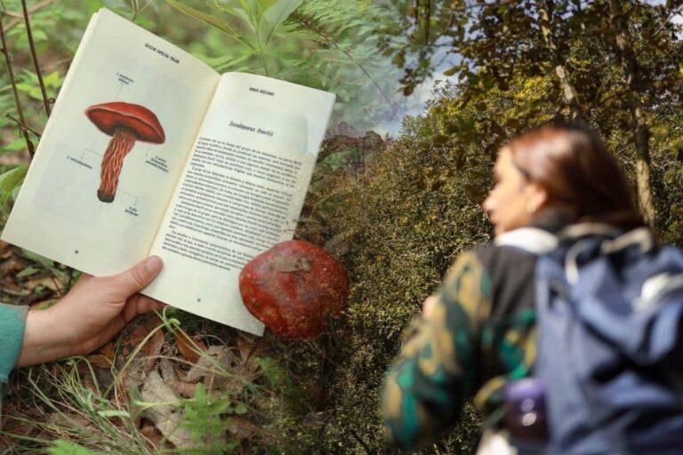 Imagen: Avistamiento y recolección de hongos: la ruta ecoturística en Mineral del Chico
